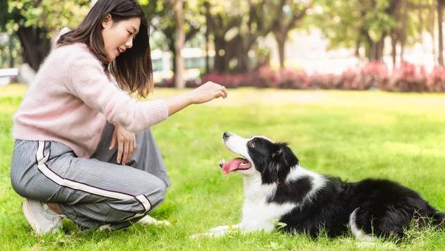 最新福利人狗，构建和谐社会的新视角